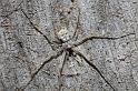 Tamopsis_ZZ285_D8173_Z_90_Mataranaka _Australie